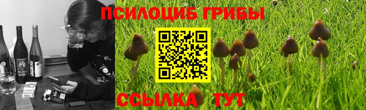 Галлюциногенные грибы Psilocybe  Вход с VPN  Егорьевск 